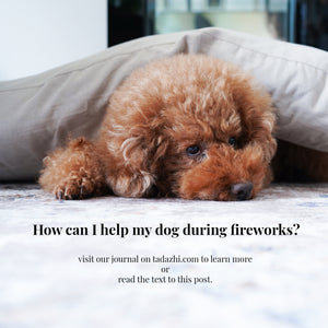 How to Help Your Dog during Fireworks?