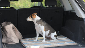 Never Leave Your Dog in the Car