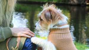 The Love We Share with Dogs