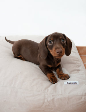 New Puppy Essentials checklist