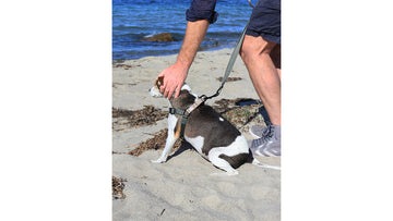 Can Your Dog get sunburned?