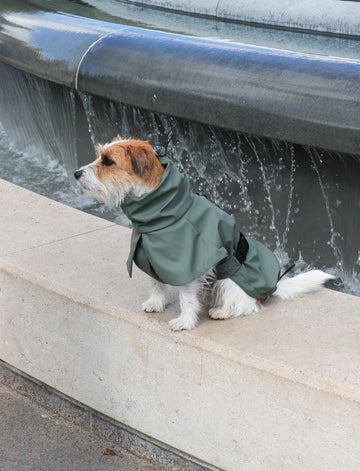 5 reasons your dog or you might benefit from a raincoat