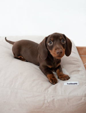 New Puppy - 5 things to consider