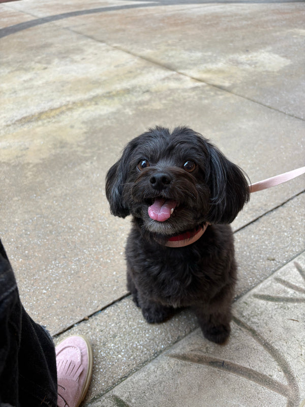 Halsband & Leinen Set Rot Rosa - Archive