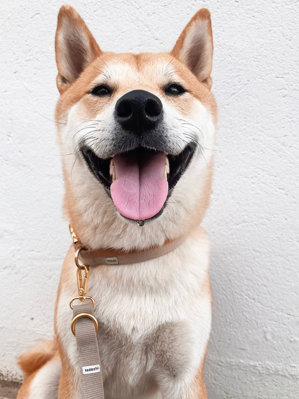 Hundehalsband Sand Hellbraun
