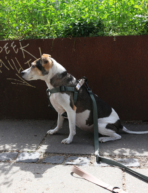 Luna Hundeleine in Grüner Sand