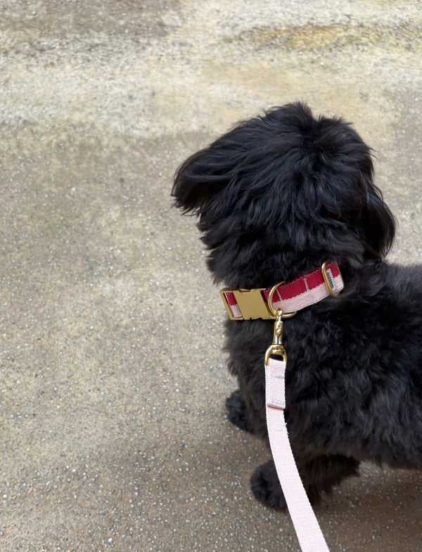 Hundehalsband Rot Rosa