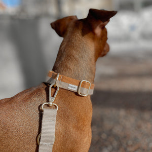 classic dog collar worn by beautiful dachshund