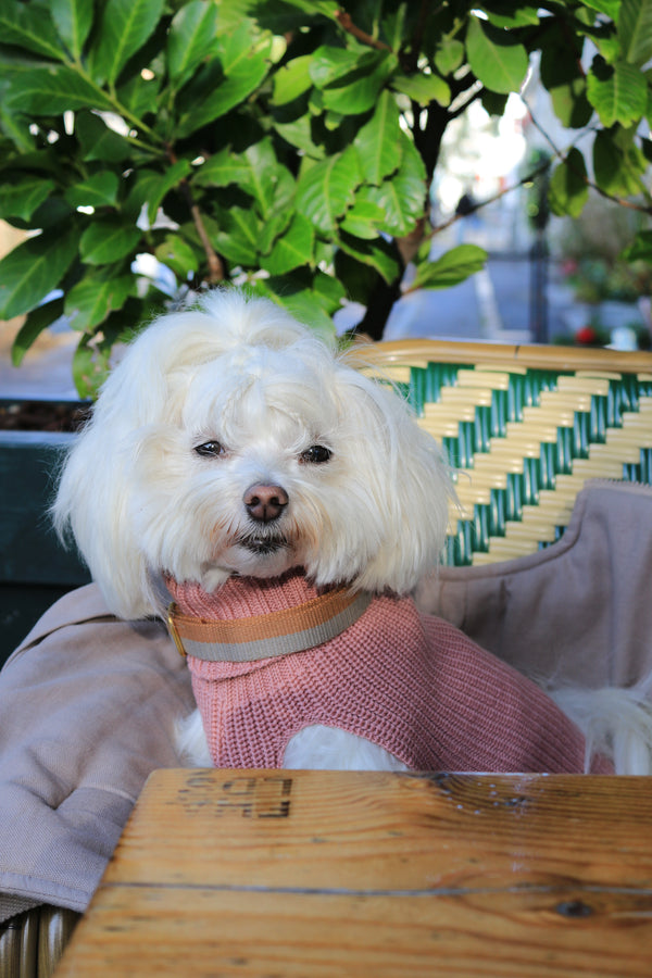 Hundepullover aus Wolle für Damen Rose