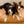 Laden Sie das Bild in den Galerie-Viewer, Elegant design dog cushion with two bordercollies on it
