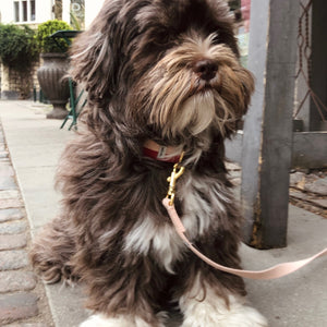 contemporary dog collar worn by lovely havanese dog