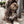 Laden Sie das Bild in den Galerie-Viewer, contemporary dog collar worn by lovely havanese dog
