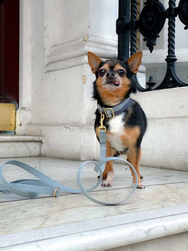 Hundehalsband Staubiges Blau Grau