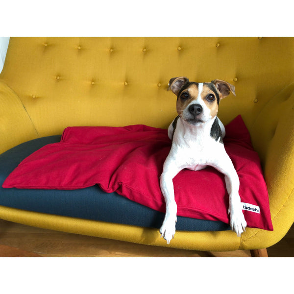 red dog blanket in a couch with a Danish Swedish farmdog on it.