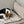 Laden Sie das Bild in den Galerie-Viewer, timeless dog blanket with a Danish Swedish farmdog resting on it
